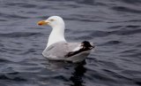image hgull_pghevans6781-jpg