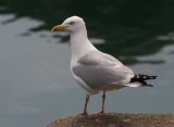 image hgull_pghevans6927-jpg
