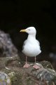 image hgull_pghevans7987-jpg