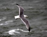 image hgull_pghevans8518-jpg