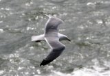 image hgull_pghevans8617-jpg