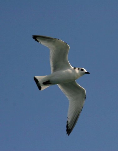 image kit_gpesante182b-jpg