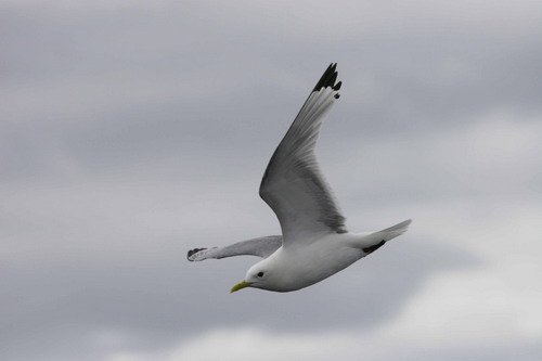 image kit_panderwald7-jpg