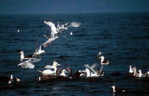 KIT PGHEvans15a image kit_pghevans15a-jpg