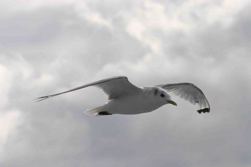 KIT PGHEvans2189 image kit_pghevans2189-jpg