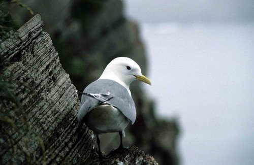 KIT PGHEvans23 image kit_pghevans23-jpg