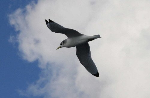 KIT PGHEvans2592 image kit_pghevans2592-jpg