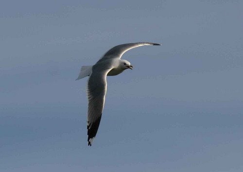 image kit_pghevans35-jpg