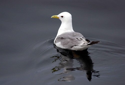 KIT PGHEvans37 image kit_pghevans37-jpg