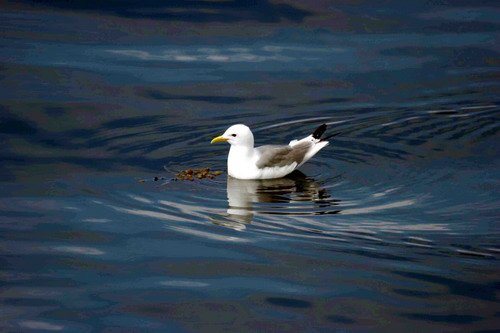 KIT PGHEvans41 image kit_pghevans41-jpg