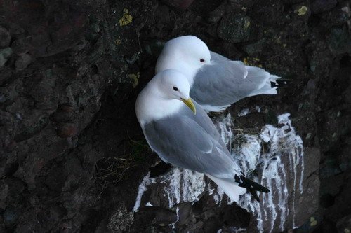 KIT PGHEvans51 image kit_pghevans51-jpg