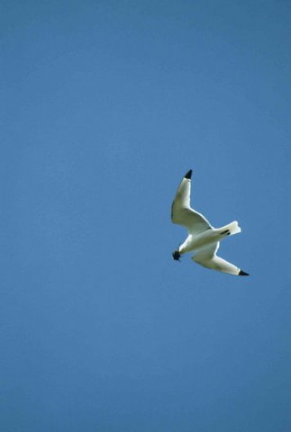 KIT PGHEvans6 image kit_pghevans6-jpg