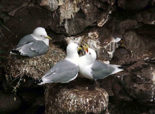 KIT PGHEvans8108 image kit_pghevans8108-jpg