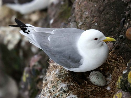 KIT PGHEvans8223 image kit_pghevans8223-jpg