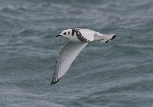 KIT PGHEvans9755 image kit_pghevans9755-jpg