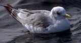 Kittiwake