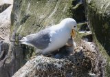 Kittiwake