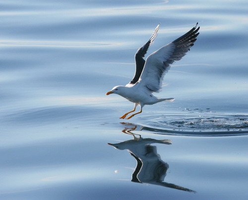 LBBGULL PAnderwald2420 image lbbgull_panderwald2420-jpg