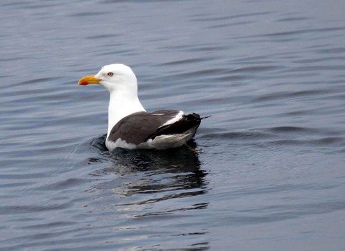 LBBGULL PGHEvans3408 image lbbgull_pghevans3408-jpg