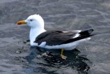 Lesser Black-backed Gull