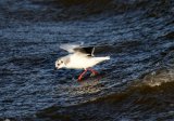 Little Gull