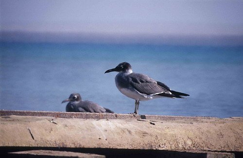 WEGULL PJEwins1 image wegull_pjewins1-jpg