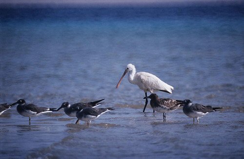 image wegull_pjewins2-jpg