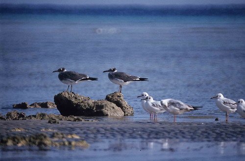 WEGULL PJEwins3 image wegull_pjewins3-jpg