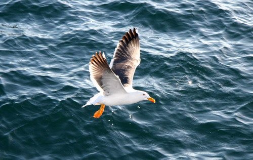 image yfgull_pghevans_5730-jpg