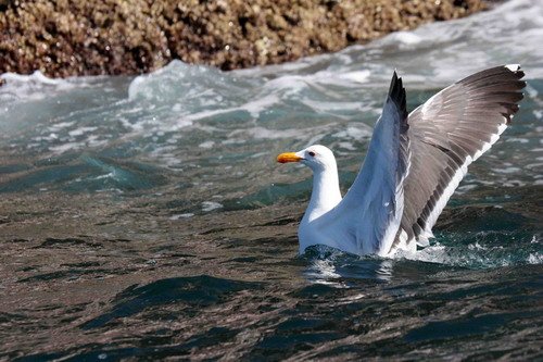 image yfgull_pghevans_6587-jpg