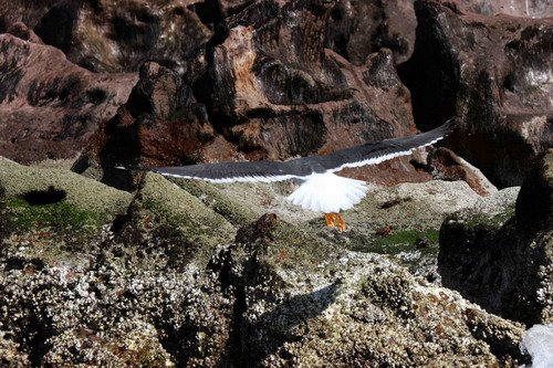 image yfgull_pghevans_6588-jpg