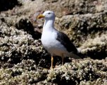 Yellow-footed Gull