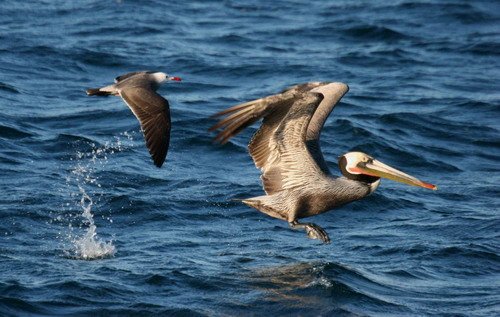 image bpelgull_pghevans_7029-jpg