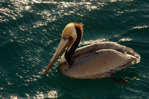 BPEL LHandley2768 image bpel_lhandley2768-jpg