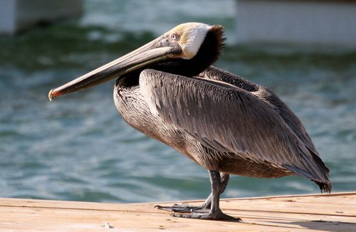 image bpel_pghevans_5643-jpg