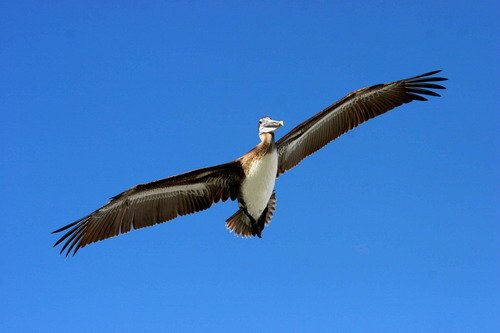 BPEL PGHEvans 5651 image bpel_pghevans_5651-jpg