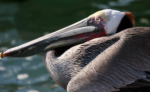 BPEL PGHEvans 5655 image bpel_pghevans_5655-jpg