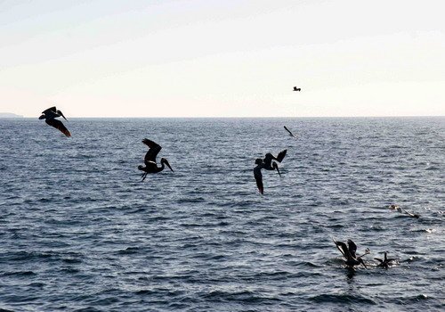 BPEL PGHEvans 5727 image bpel_pghevans_5727-jpg