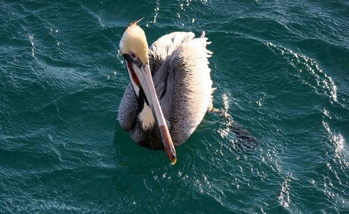 BPEL PGHEvans 7008 image bpel_pghevans_7008-jpg