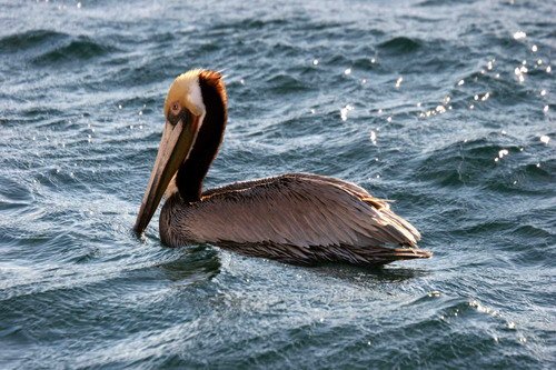 BPEL PGHEvans 7016 image bpel_pghevans_7016-jpg