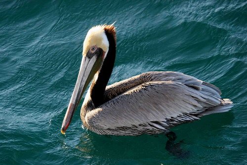 BPEL PGHEvans 7017 image bpel_pghevans_7017-jpg