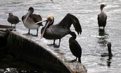 BPEL PGHEvans 8832 image bpel_pghevans_8832-jpg