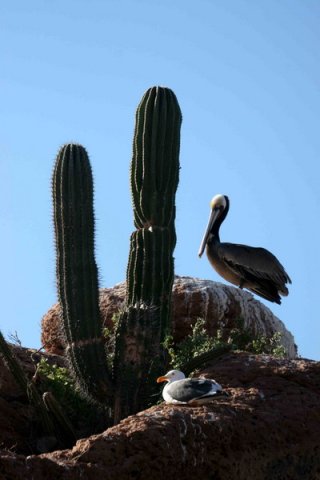 BPEL PGHEvans 7050 image bpel__pghevans_7050-jpg