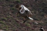 Brown Pelican