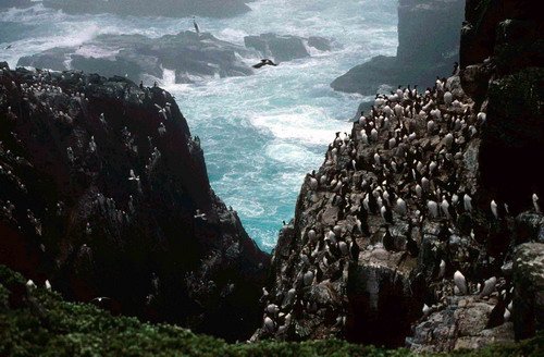 image sbc-sula-sgeir_pghevans-jpg