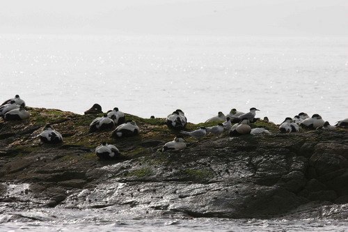 image eid_pghevans2-jpg