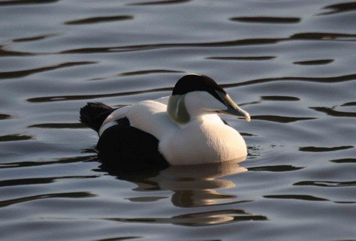 image eid_pghevans6155-jpg