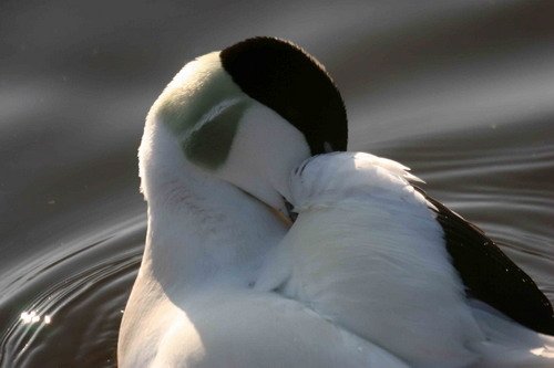 image eid_pghevans6223-jpg