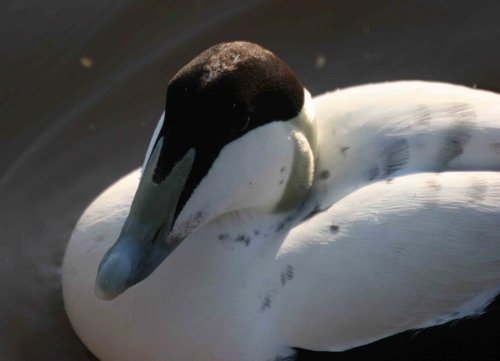 image eid_pghevans6241-jpg