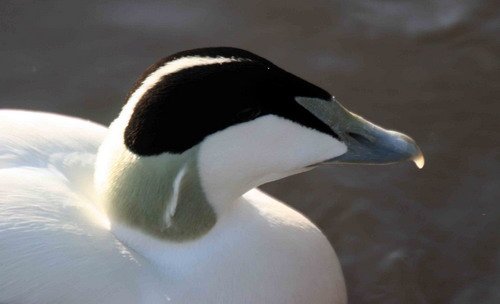 image eid_pghevans6253-jpg